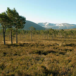 Pinus sylvestris    Turkey Scots Pine, Scotch Pine seed for sale 