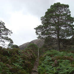 Pinus sylvestris    Czech. Rep. Krtiny Scots Pine, Scotch Pine seed for sale 