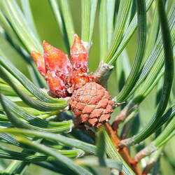 Pinus sylvestris    France, Gevaudan Scots Pine, Scotch Pine seed for sale 