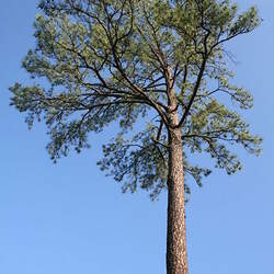 Pinus taeda Loblolly Pine seed for sale 