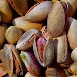 Pistacia vera Pistachio Nut, Pistachio seed for sale 