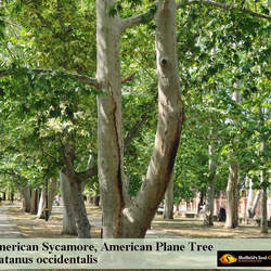 Platanus occidentalis     clean seed American Sycamore, American Plane seed for sale 