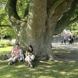 Platanus orientalis Oriental Planetree seed for sale 