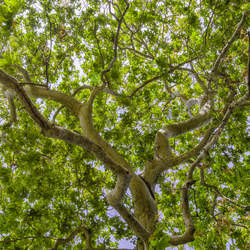 Platanus racemosa California Sycamore, Western Sycamore seed for sale 