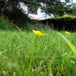 Poa pratensis Kentucky Bluegrass, Kentucky Blue-grass , Smooth Meadow-Grass seed for sale 