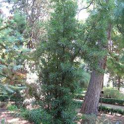 Podocarpus macrophyllus   Maki Yew Plum Pine, Southern Yew seed for sale 