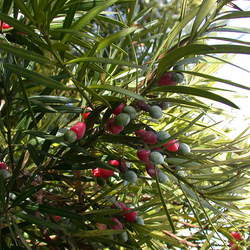 Podocarpus macrophyllus   Maki Yew Plum Pine, Southern Yew seed for sale 