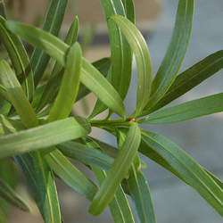 Podocarpus macrophyllus   Maki Yew Plum Pine, Southern Yew seed for sale 