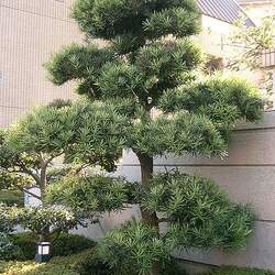 Podocarpus macrophyllus Yew Plum Pine, Southern Yew, Kusamaki seed for sale 