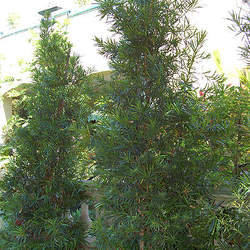 Podocarpus macrophyllus   Maki Yew Plum Pine, Southern Yew seed for sale 