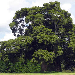 Podocarpus totara Totara seed for sale 