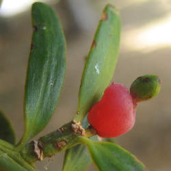 Podocarpus totara Totara seed for sale 