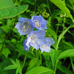 Polemonium caeruleum Charity, Jacobs Ladder seed for sale 