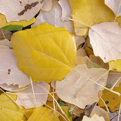 Populus canescens White Poplar, Abele, Silver Poplar, Silverleaf Poplar, Grey Poplar seed for sale 