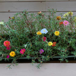 Portulaca grandiflora Rose Moss, Moss-rose Purslane seed for sale 