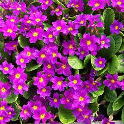 Primula acaulis grandiflora mix English Primrose seed for sale 