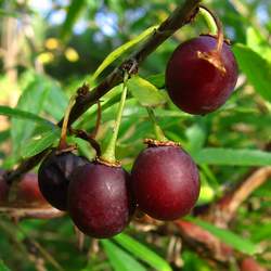 Prinsepia sinensis Cherry Prinsepia, Chinese Prinsepia seed for sale 