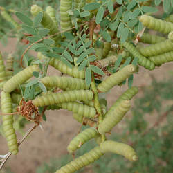 Prosopis pubescens Screwbean Mesquite seed for sale 