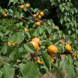 Prunus armeniaca  mandshurica Apricot, Mandshurian Apricot seed for sale 