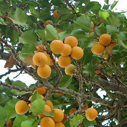 Prunus armeniaca Apricot seed for sale 