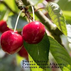 Prunus avium   Alkavo Certified Virus Indexed Mazzard Cherry, Alkavo CVI Mazzard Cherry seed for sale 