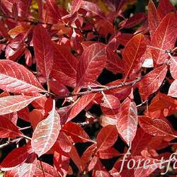 Prunus besseyi Western Sand Cherry, Bessey's Plum seed for sale 