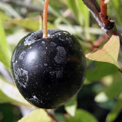 Prunus besseyi Western Sand Cherry, Bessey's Plum seed for sale 