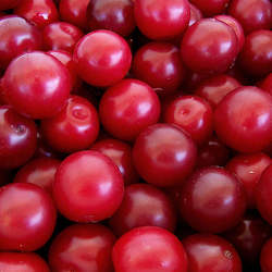 Prunus cerasifera Cherry Plum, Myrobalan Plum seed for sale 