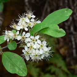 Prunus emarginata Bitter Cherry seed for sale 