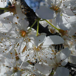 Prunus mexicana Mexican Plum, Big Tree Plum seed for sale 