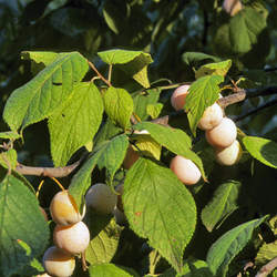 Prunus mexicana Mexican Plum, Big Tree Plum seed for sale 