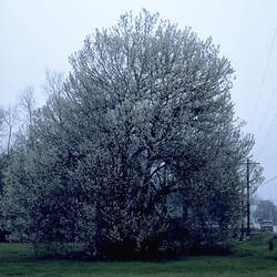 Prunus mexicana Mexican Plum, Big Tree Plum seed for sale 