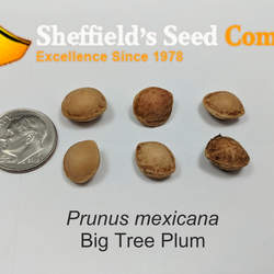 Prunus mexicana Mexican Plum, Big Tree Plum seed for sale 