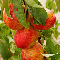 Prunus persica  Lovell Peach, Lovell Peach seed for sale 