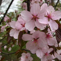 Prunus sargentii Sargent Cherry, Sakura seed for sale 