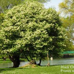 Prunus serotina Black Cherry seed for sale 