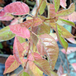 Prunus serrula Tibetan Cherry seed for sale 