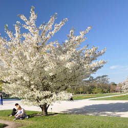 Prunus speciosa Oshima Cherry seed for sale 