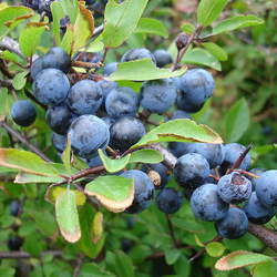 Prunus spinosa Blackthorn, Sloe seed for sale 