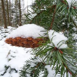 Pseudotsuga menziesii    CO Rio Grande Douglas Fir seed for sale 