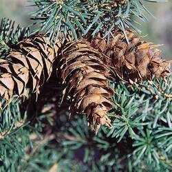 Pseudotsuga menziesii    BC Turtle Valley Douglas Fir seed for sale 