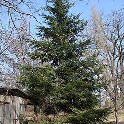 Pseudotsuga menziesii    BC  Shuswap Douglas Fir seed for sale 