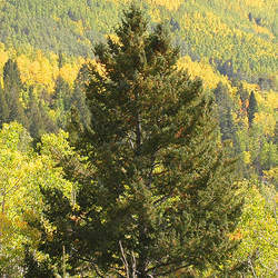 Pseudotsuga menziesii    CO San Isabel Douglas Fir seed for sale 