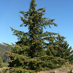 Pseudotsuga menziesii    CO San Isabel Douglas Fir seed for sale 