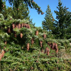 Pseudotsuga menziesii    MT Kootenei Douglas Fir seed for sale 