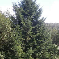 Pseudotsuga menziesii    NM Lincoln Douglas Fir seed for sale 