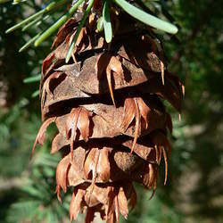 Pseudotsuga menziesii    MT Flathead Flathead Douglas Fir seed for sale 