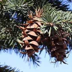 Pseudotsuga menziesii    NM Santa Fe Douglas Fir seed for sale 