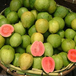 Psidium guajava Guava, Common Guava, Yellow Guava, Lemon Guava seed for sale 