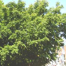 Pterocarya stenoptera Chinese Wingnut seed for sale 